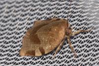 Choristoneura hebenstreitella