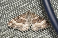 Epirrhoe alternata