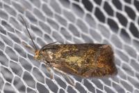 Ptycholoma lecheana