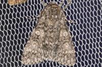 Acronicta megacephala