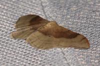 Idaea degeneraria