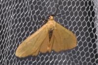 Wittia sororcula