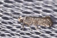 Paraswammerdamia nebulella