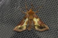 Diachrysia chrysitis/stenochrysis