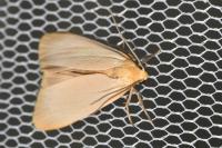 Katha depressa