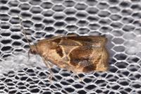 Archips crataegana