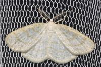 Cabera exanthemata