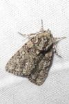 Acronicta rumicis