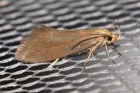 Crassa tinctella