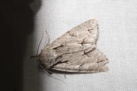 Acronicta psi/tridens