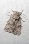 Acronicta megacephala