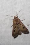 Agrotis exclamationis
