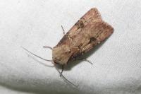 Agrotis puta