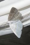 Cabera exanthemata
