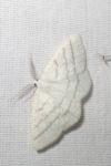 Cabera pusaria
