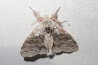 Calliteara pudibunda