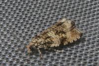 Celypha lacunana