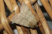 Charanyca trigrammica