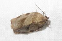 Choristoneura hebenstreitella