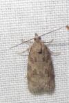 Cnephasia