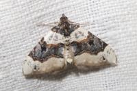 Cosmorhoe ocellata