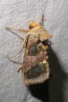 Diachrysia chrysitis