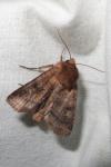 Diarsia rubi
