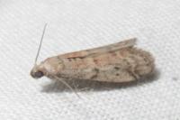 Ephestia elutella/woodiella