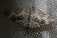 Epirrhoe alternata