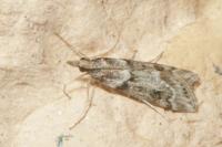 Eudonia angustea