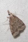 Eudonia pallida