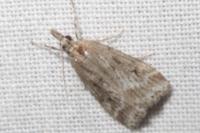 Eudonia pallida
