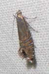 Glyphipterix thrasonella