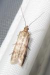 Homoeosoma sinuella
