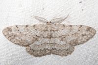 Hypomecis punctinalis