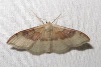 Idaea degeneraria