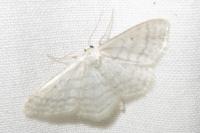 Idaea subsericeata
