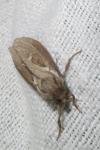 Korscheltellus lupulinus