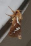 Korscheltellus lupulinus