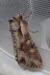 Lacanobia w-latinum