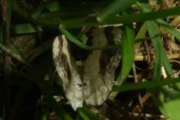 Ligdia adustata