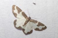 Lomaspilis marginata