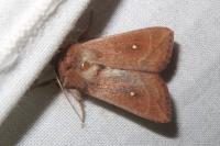 Mythimna albipuncta