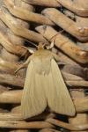 Mythimna pallens