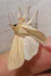 Mythimna pallens