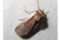 Ochropleura plecta