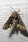 Oligia latruncula/strigilis/versicolor
