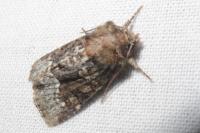 Oligia latruncula/strigilis/versicolor