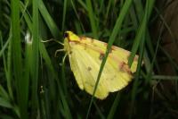 Opisthograptis luteolata