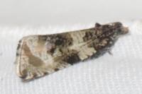 Orthotaenia undulana
